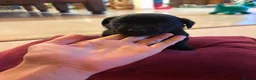 Labrador Retriever dogs for sale: The Loveliest Little Black Lab Boy  - Advert 2