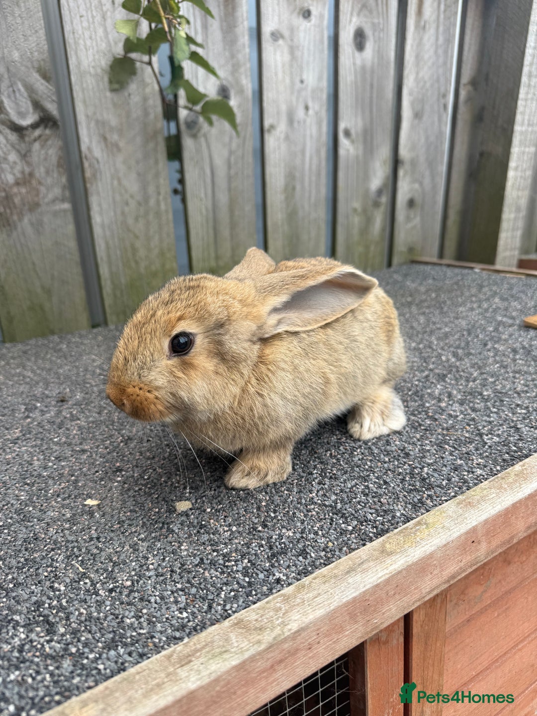 Mixed Breed rabbits for sale: Mixed breed boys free to good home  - Image 8