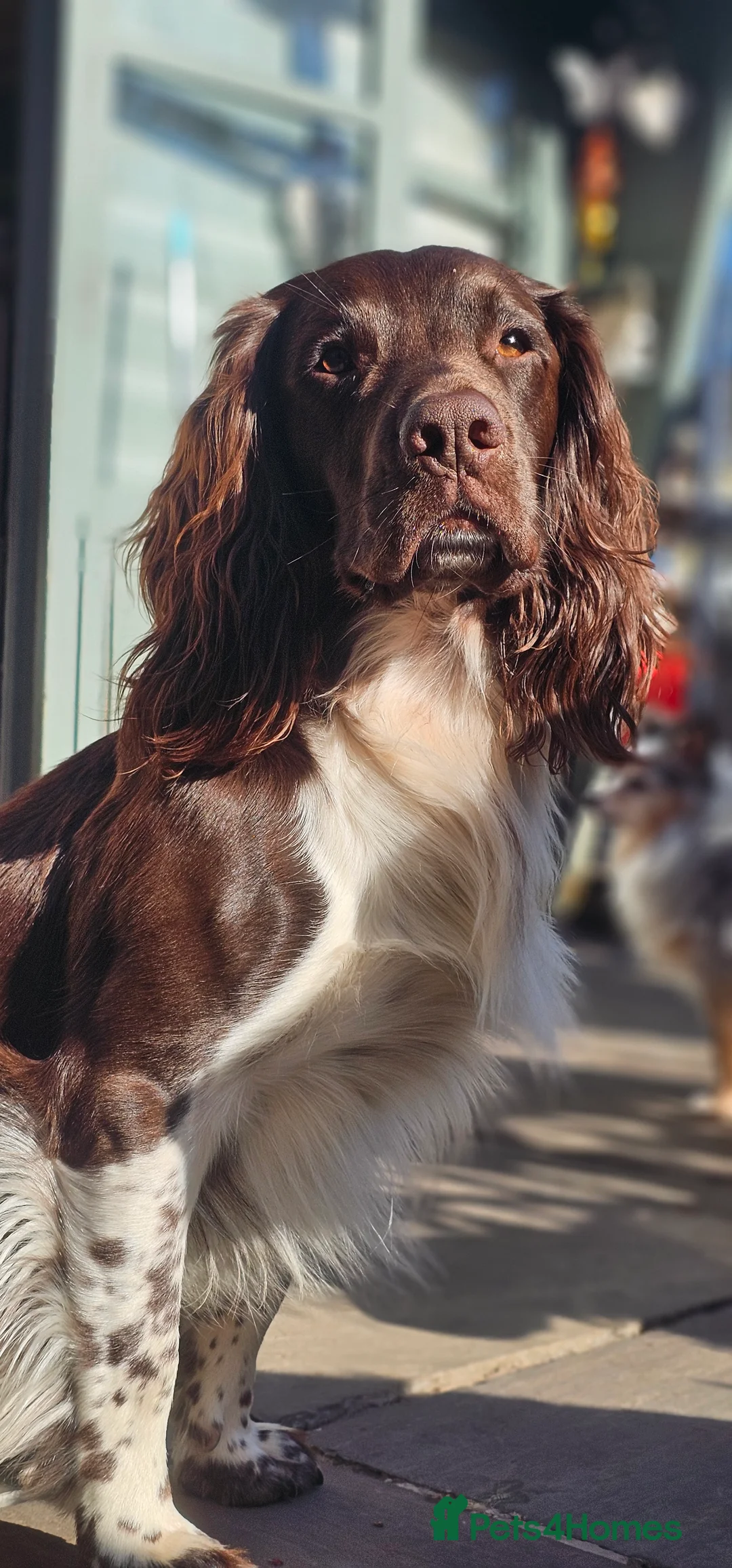 English Springer Spaniel dogs for stud: English Springer Spaniel Stud in Derby - Advert 2