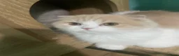 Scottish Fold cats for sale: Scottish fold - Advert 18