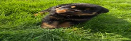 Rottweiler dogs for sale: 🏆🐾 5STAR BREEDERS🐾🏆KC REG girl and boys 💖💙 - Advert 24