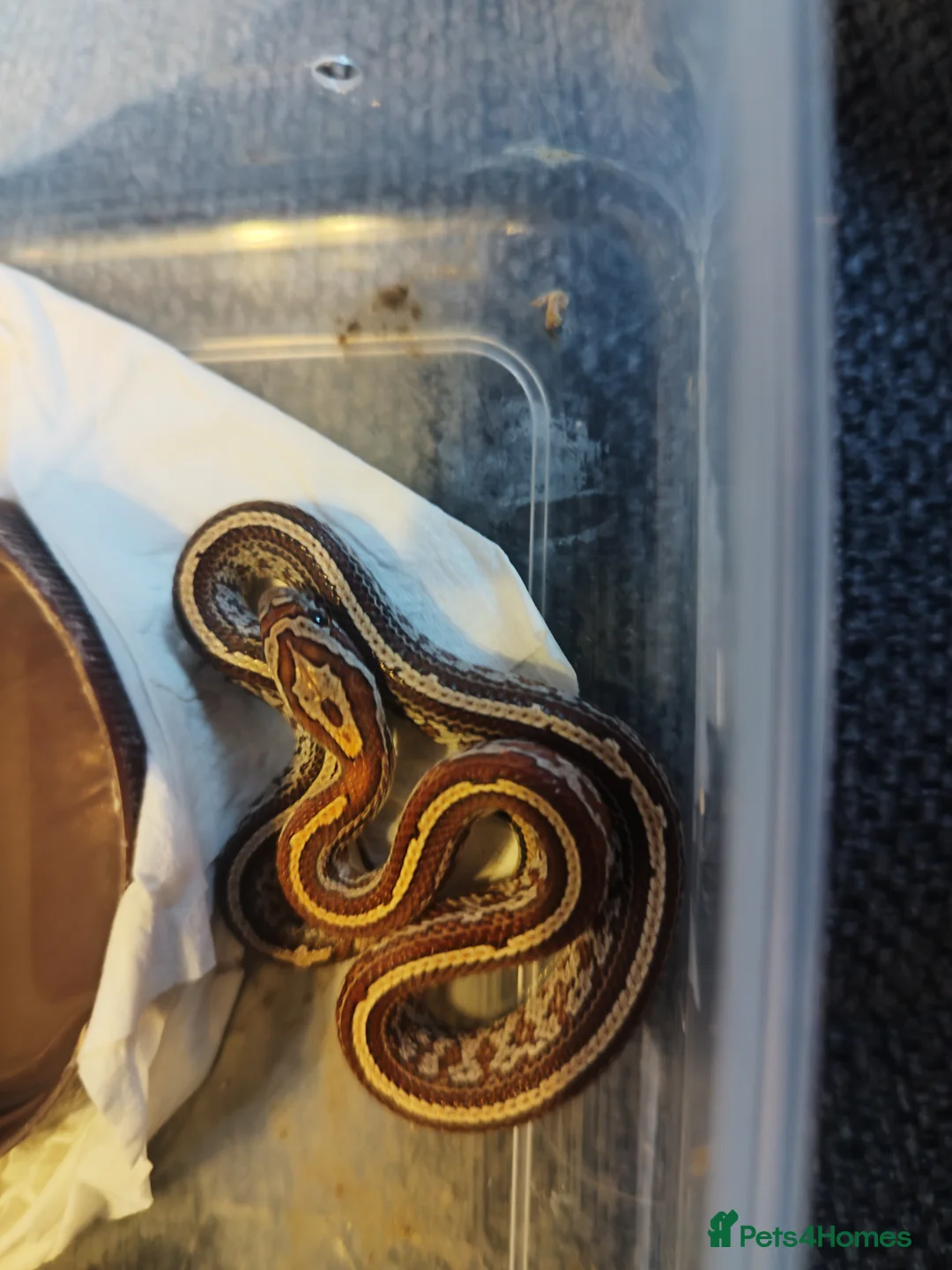 Corn Snake reptiles for sale: Cb 2025 cornsnake hatchlings  - Advert 8