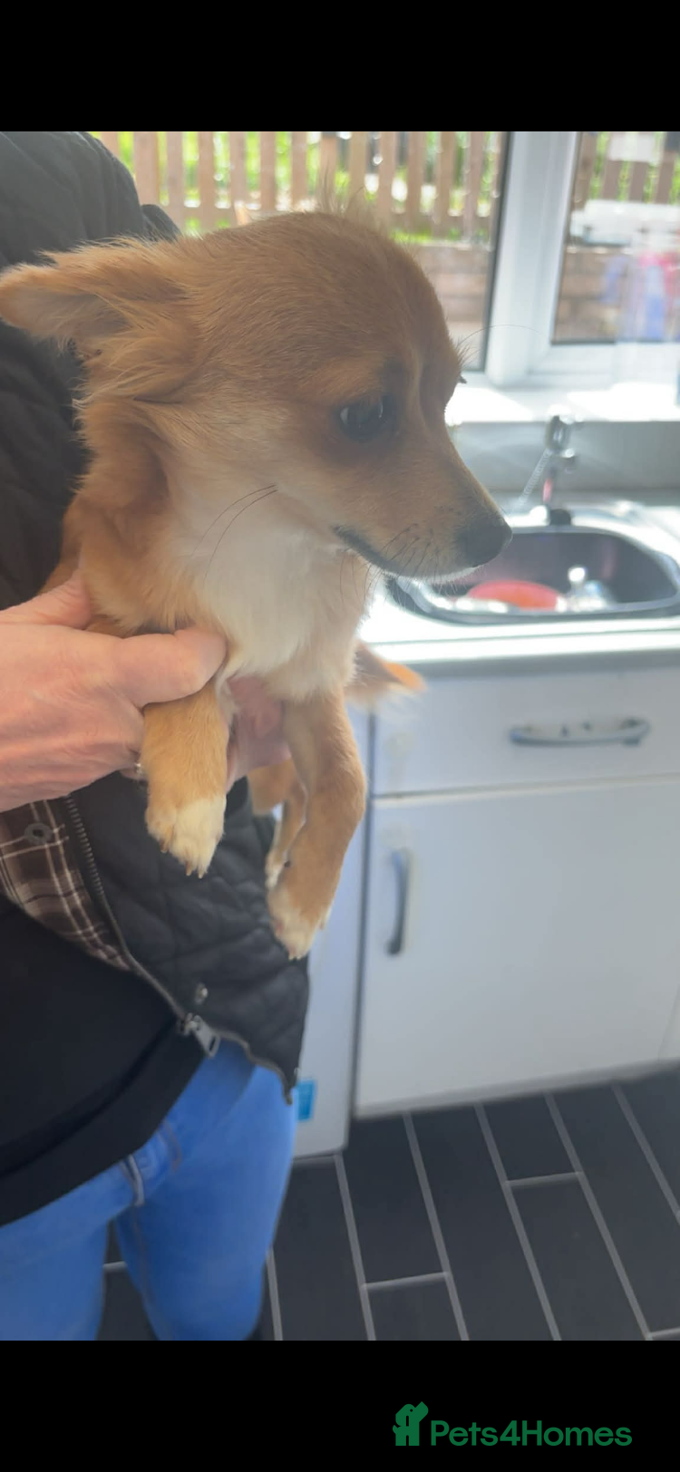 Chihuahua dogs Chihuahua - Advert 1