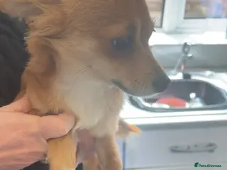 Chihuahua dogs Chihuahua - Advert 11