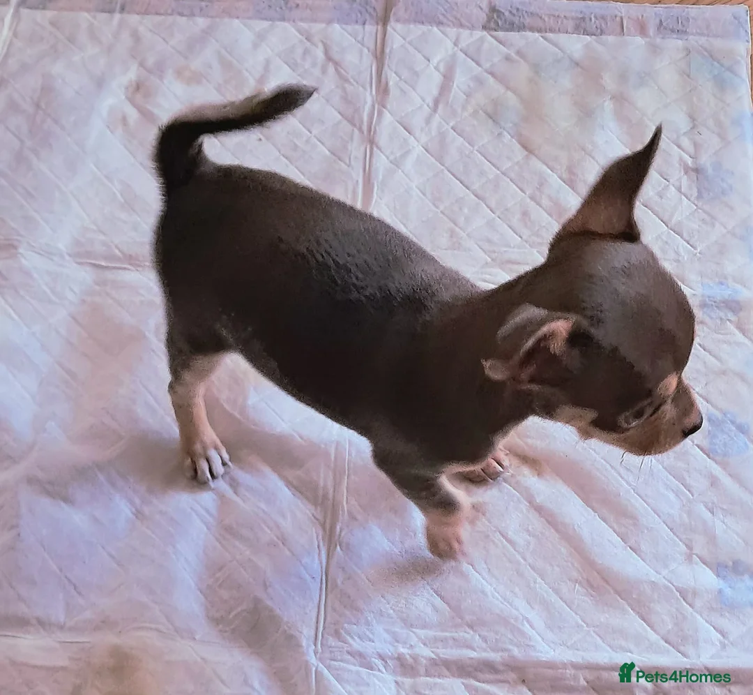 Mixed Breed dogs for sale: Beautiful Babies  - Advert 13