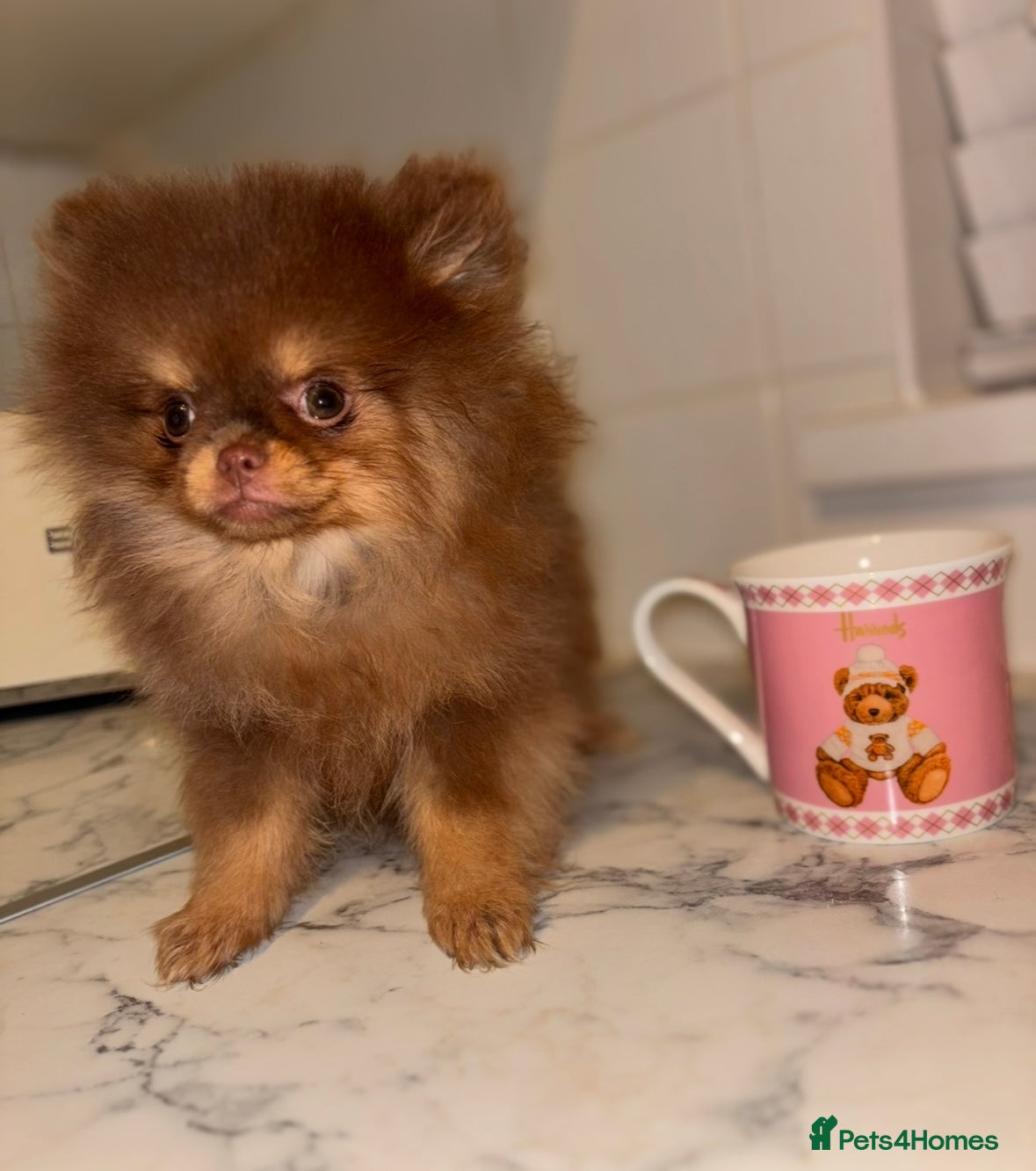 Pomeranian dogs Miniature Chocolate & Tan Pomeranian💗 - Advert 1