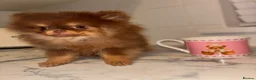 Pomeranian dogs for sale: Miniature Chocolate & Tan Pomeranian💗 - Advert 1