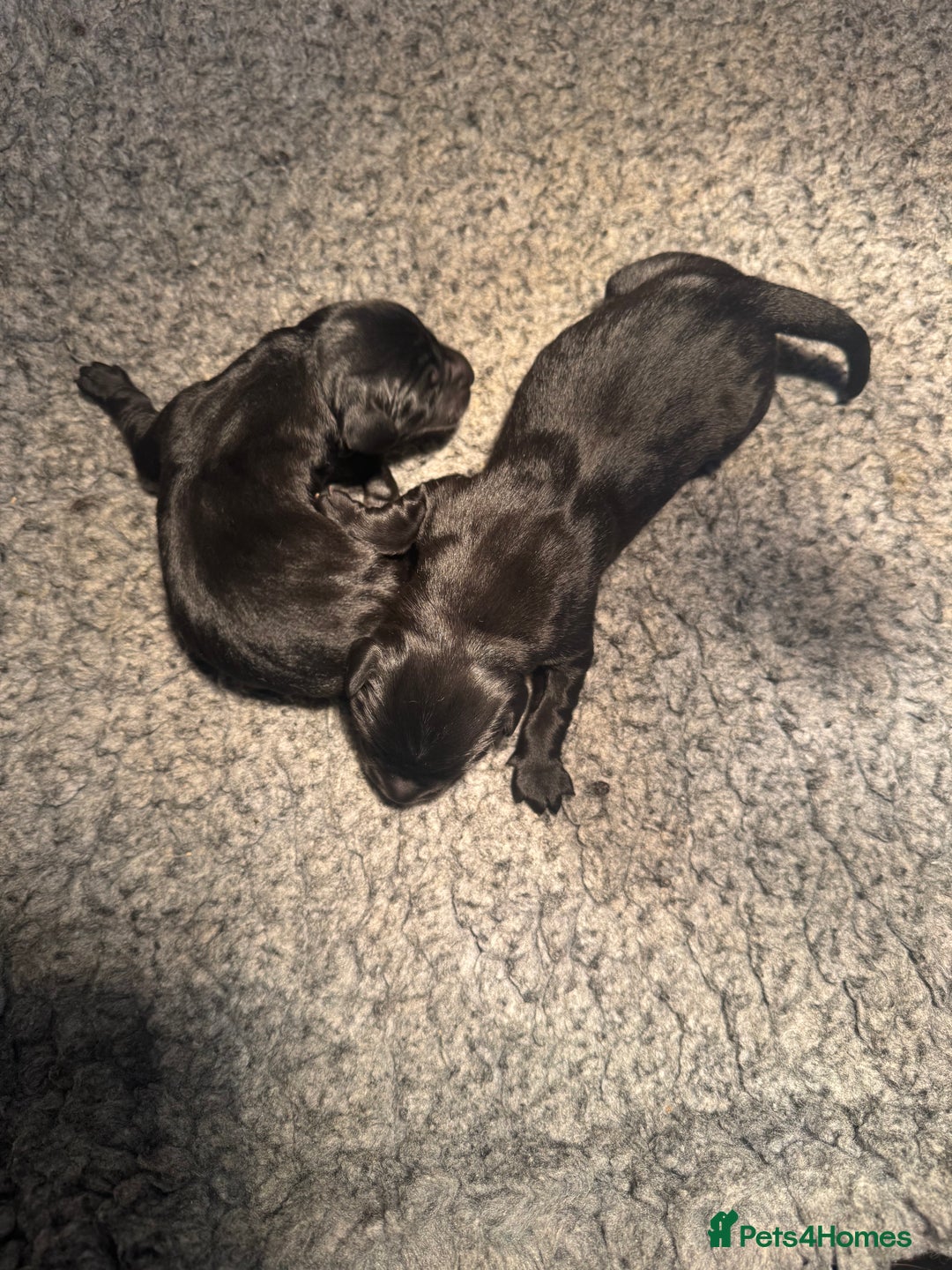 Labrador Retriever dogs for sale: 1st Class ⭐️⭐️⭐️⭐️⭐️ Licensed - Advert 1