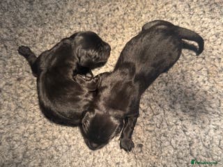 Labrador Retriever dogs 1st Class ⭐️⭐️⭐️⭐️⭐️ Licensed - Advert 20