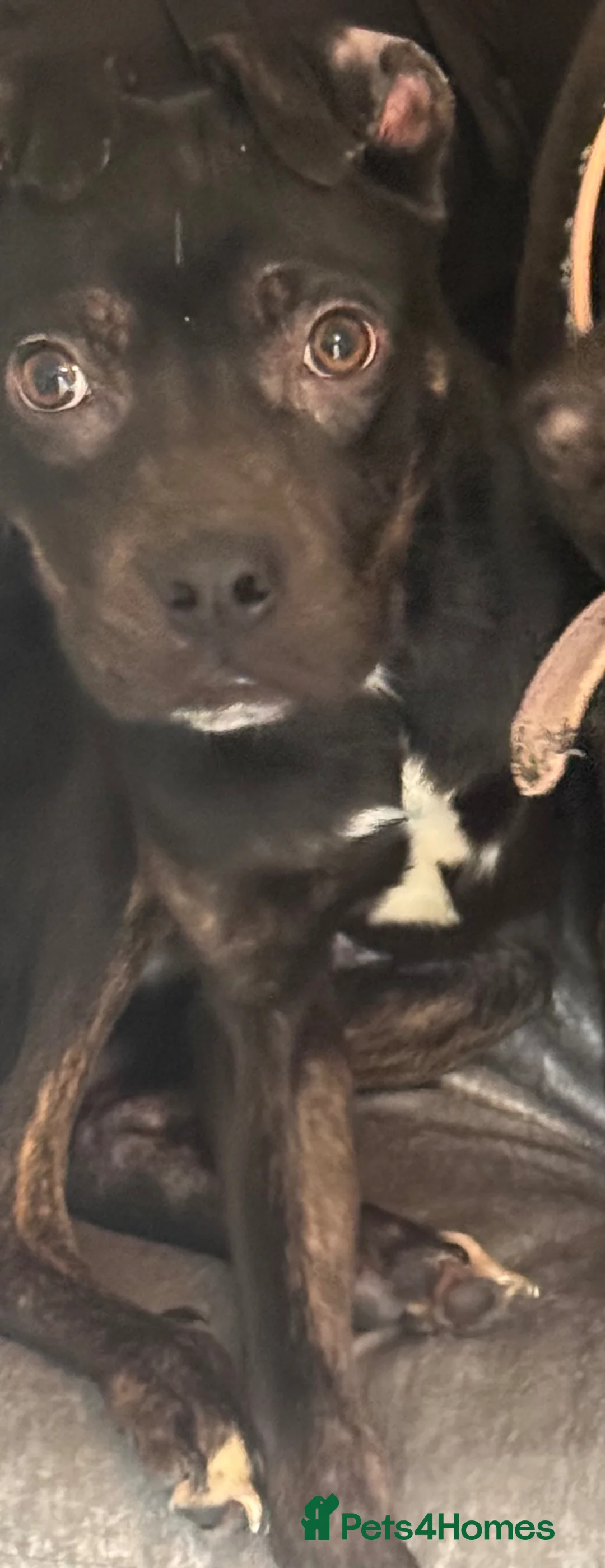 Mixed Breed dogs for sale: Puppy for sale!!! - Advert 5