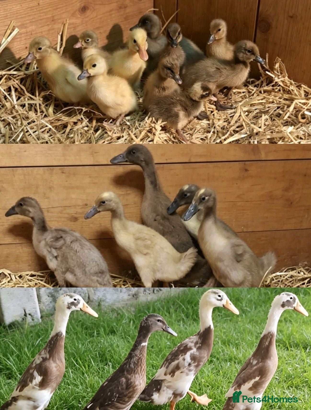 Ducks poultry Mixed Aged Runner Ducks  - Advert 1