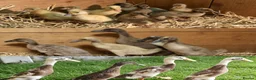 Ducks poultry for sale: Mixed Aged Runner Ducks  - Advert 1