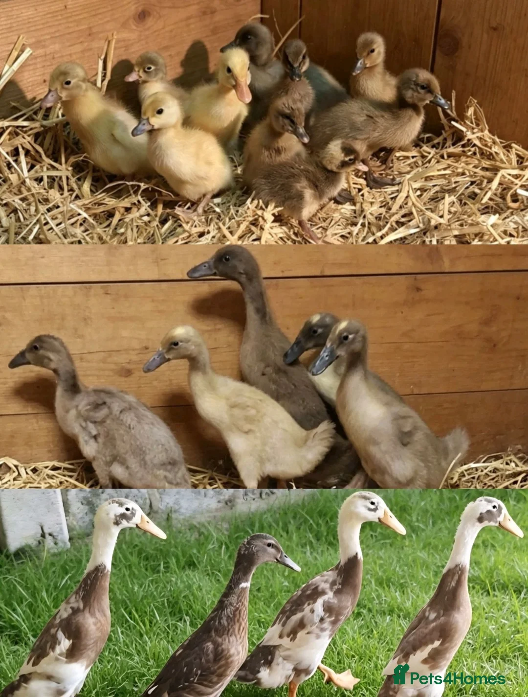 Ducks poultry for sale: Mixed Aged Runner Ducks  - Advert 1