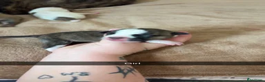 Staffordshire Bull Terrier 7