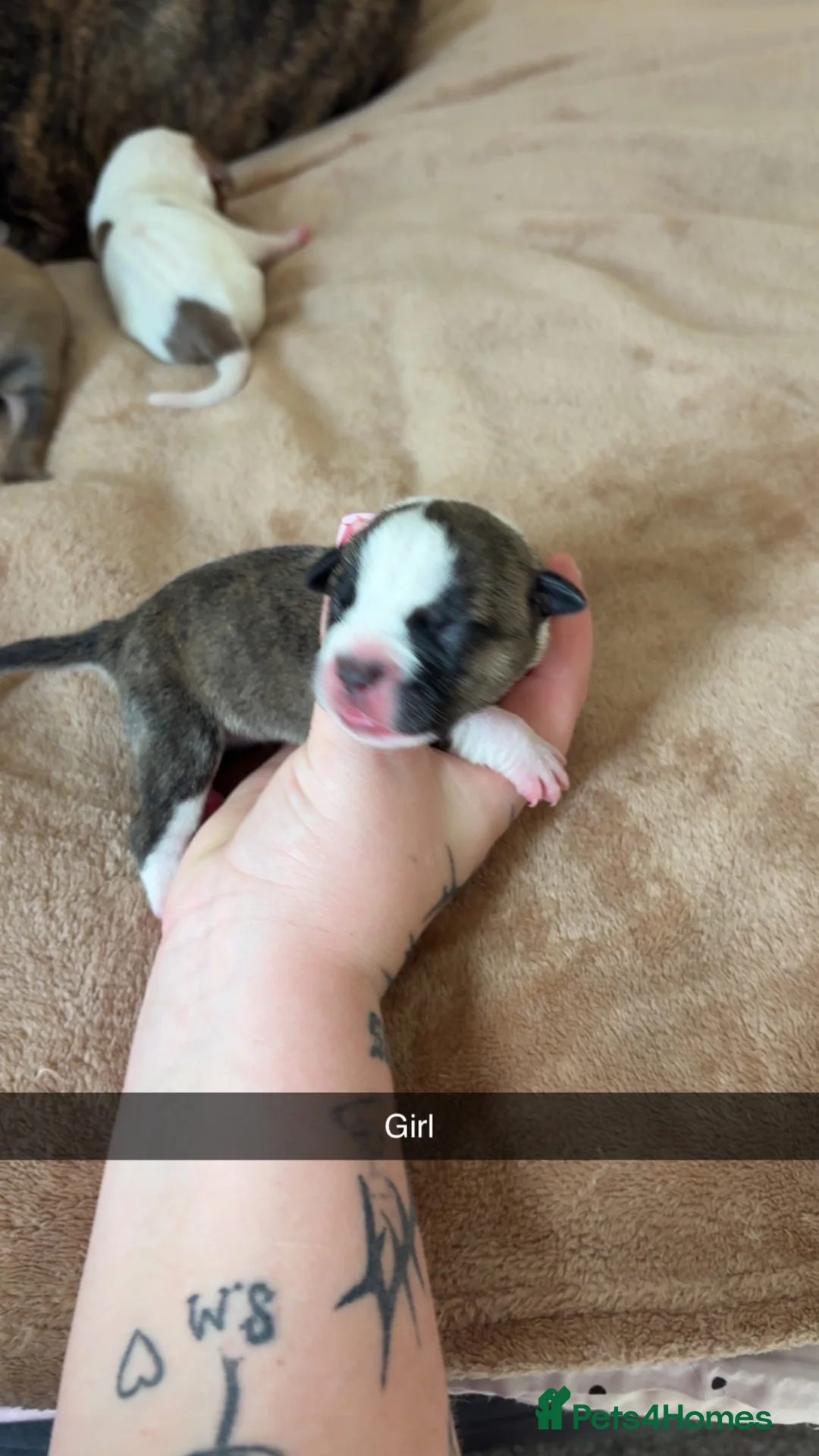 Staffordshire Bull Terrier dogs for sale: Beautiful staffy x pups  - Advert 2