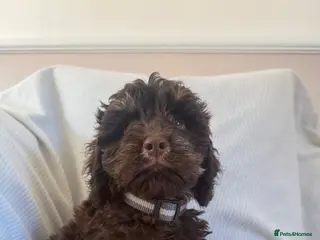 Cockapoo dogs F1 toy cockerpoo puppies - Advert 13