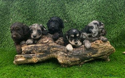Cockapoo dogs for sale: F1 DNA PHANTOM MERLE TAN PUPPYS  - Image 3