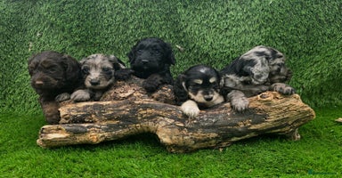 Cockapoo dogs - Advert 4