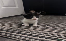 Mixed Breed cats for sale: Black and white kitten  - Image 3