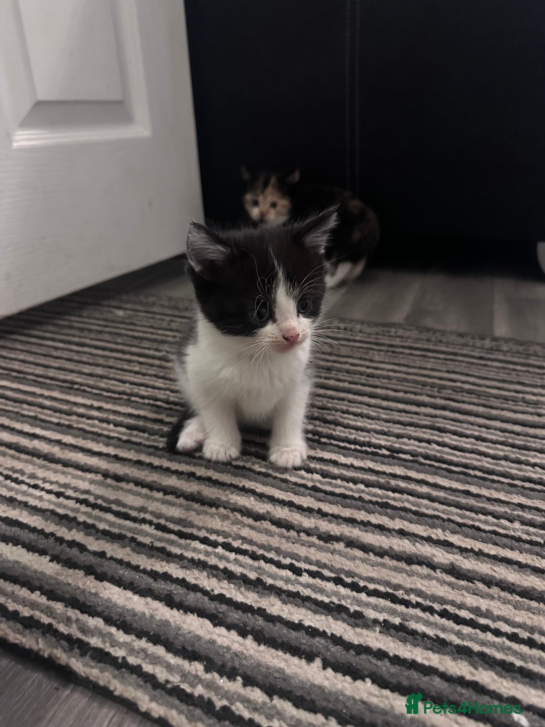 Mixed Breed cats for sale: Black and white kitten  - Image 3