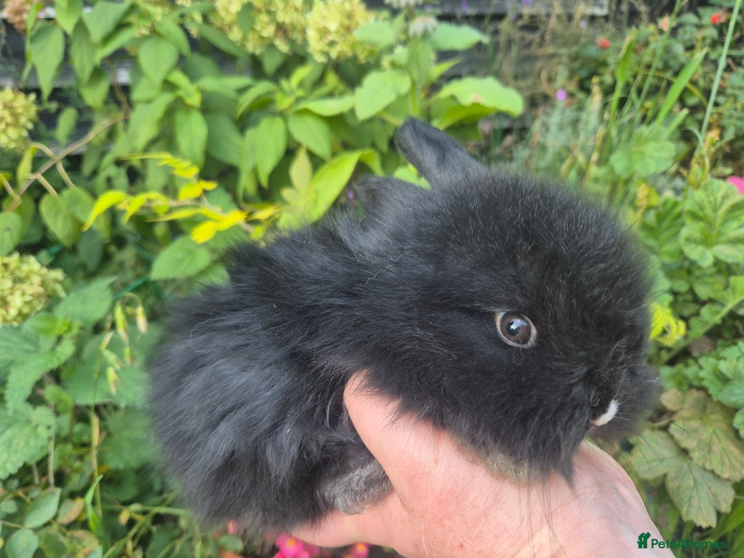 Angora rabbits for sale: The cutest black beauties 🖤 - Image 5
