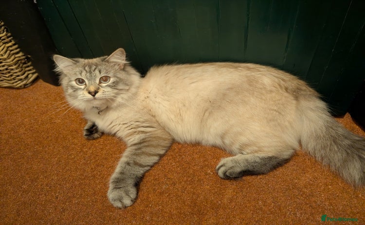Siberian cats - Advert 1