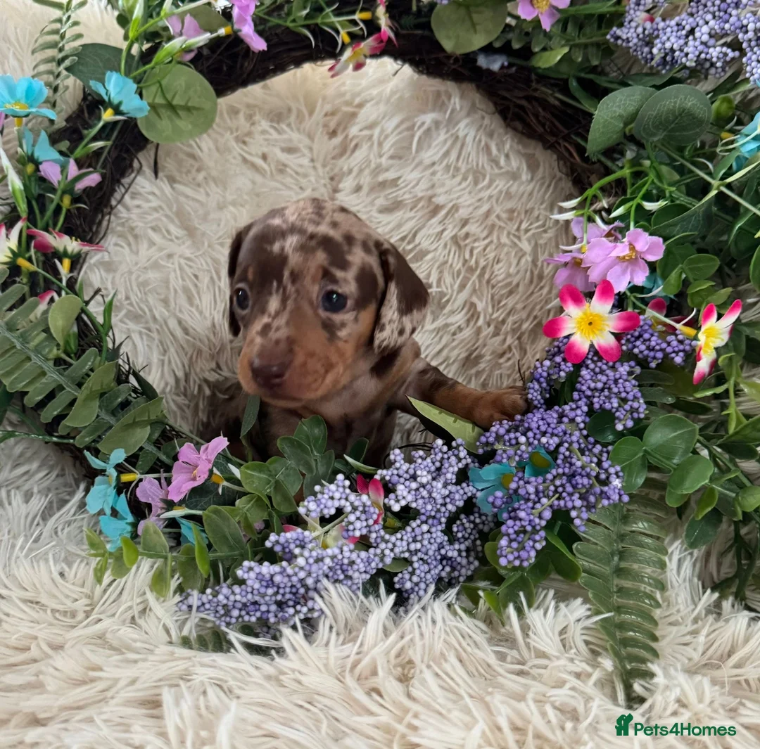 Miniature Dachshund dogs for sale: Miniature dachshund puppies  - Advert 1