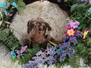 Miniature Dachshund dogs Miniature dachshund puppies - Advert 3