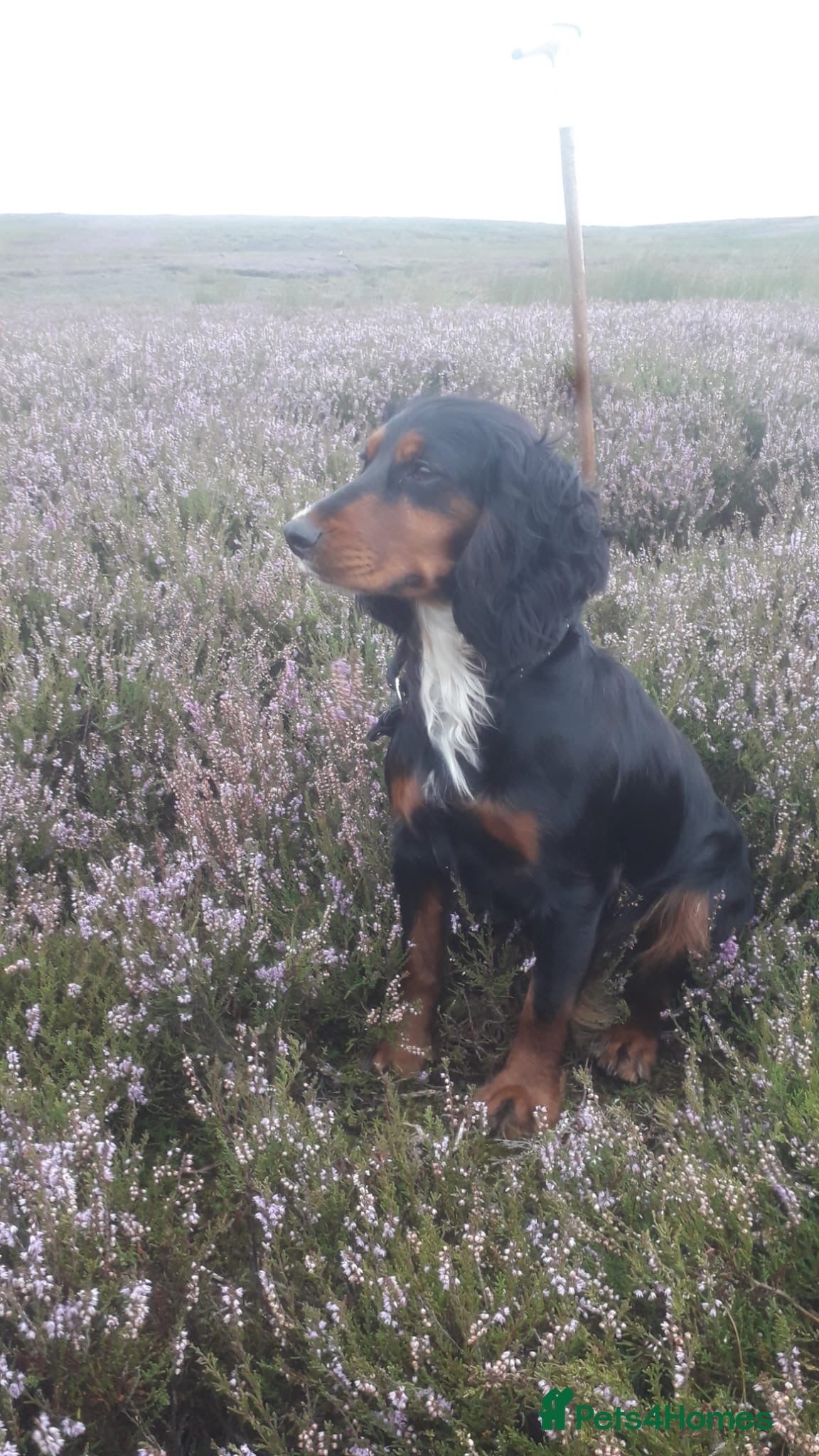 Cockerdor dogs for sale: Stunning Cockador Puppies for Sale - Advert 5