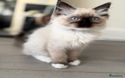 Ragdoll cats for sale: Beautiful Ragdol babies ready to leave  - Image 29