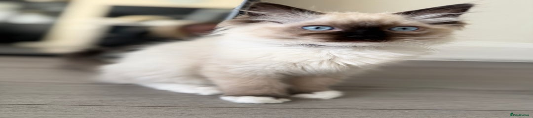 Ragdoll Kitten 4