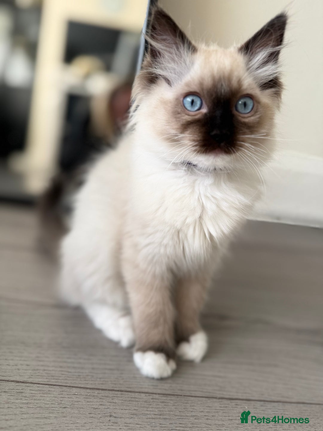 Ragdoll cats for sale: Beautiful Ragdol babies ready to leave  - Image 29