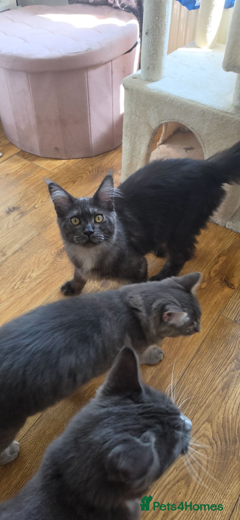 Maine Coon cats Maincoon kittens two female 2 male  - Advert 17