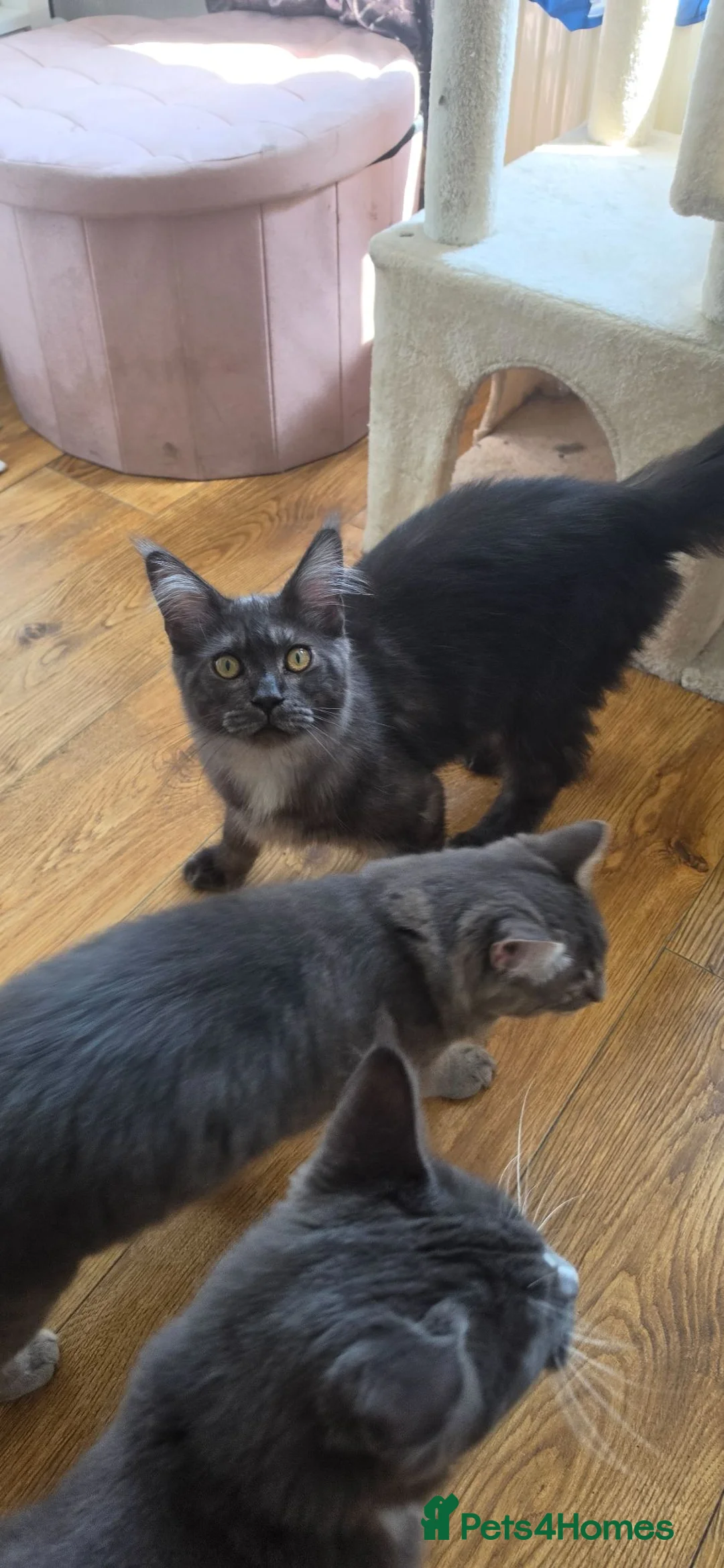 Maine Coon cats for sale: Maincoon kittens two female 2 male  in Bridgend - Advert 1
