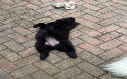 Chow Chow dogs for sale:  🐾 LAST TWO Ready to go STUNNING GIRL chow chows* - Image 19