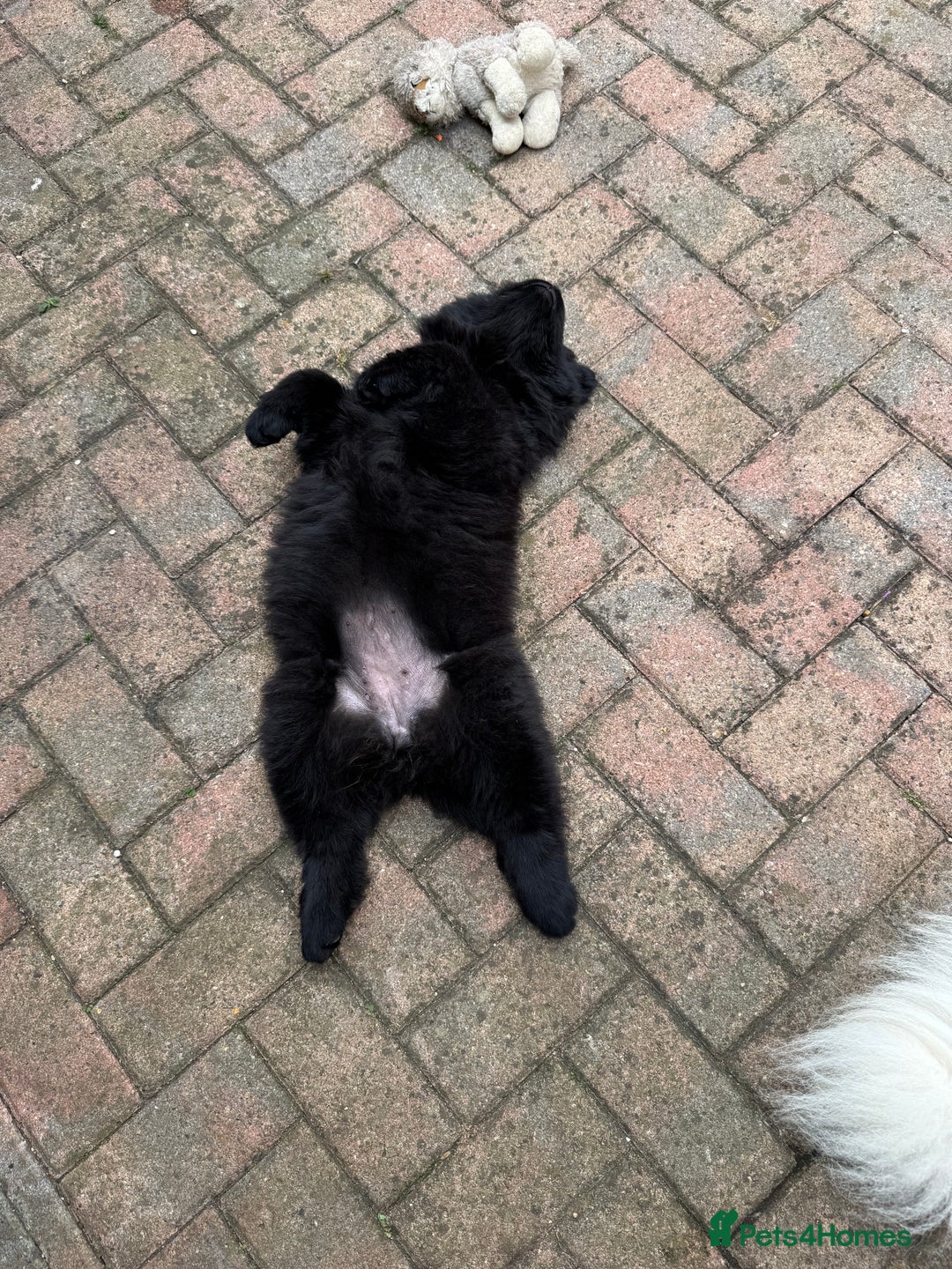 Chow Chow dogs for sale:  🐾 LAST TWO Ready to go STUNNING GIRL chow chows* - Image 19