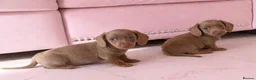 Dachshund dogs for sale: Dachshund puppies for sale - Advert 7
