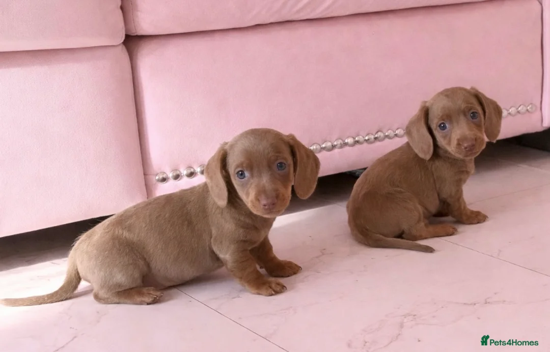 Dachshund dogs for sale: Dachshund puppies for sale - Advert 7