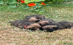 Border Terrier dogs for sale: Border Terrier Puppies - Image 2