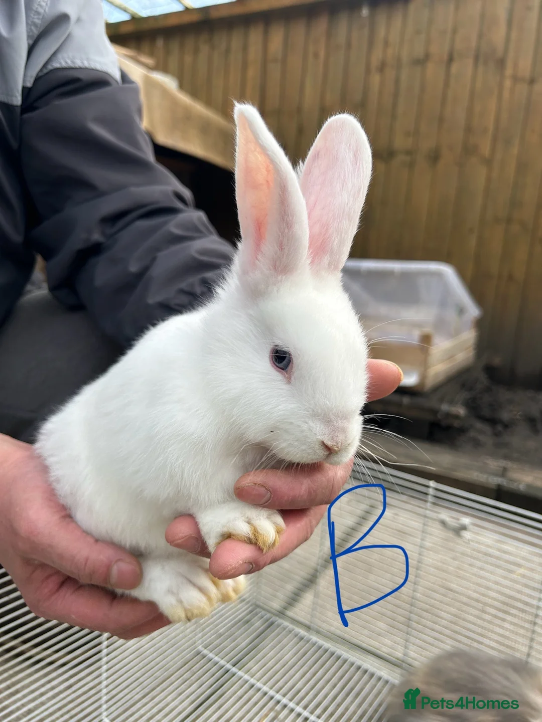 Lionhead rabbits for sale: I have both lop ear and Lionheads  - Advert 9