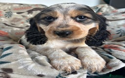 Cocker Spaniel dogs for sale: Show Cocker Spaniel Puppies  - Image 20