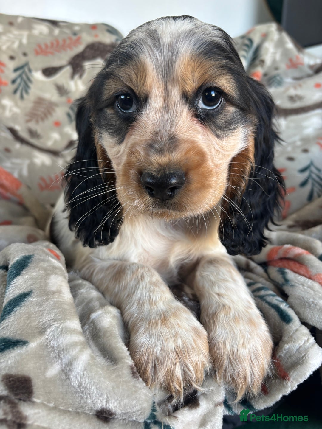 Cocker Spaniel dogs for sale: Show Cocker Spaniel Puppies  - Image 20