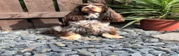 Cocker Spaniel dogs for sale: Show Type Cocker Spaniels  in Northallerton - Advert 4
