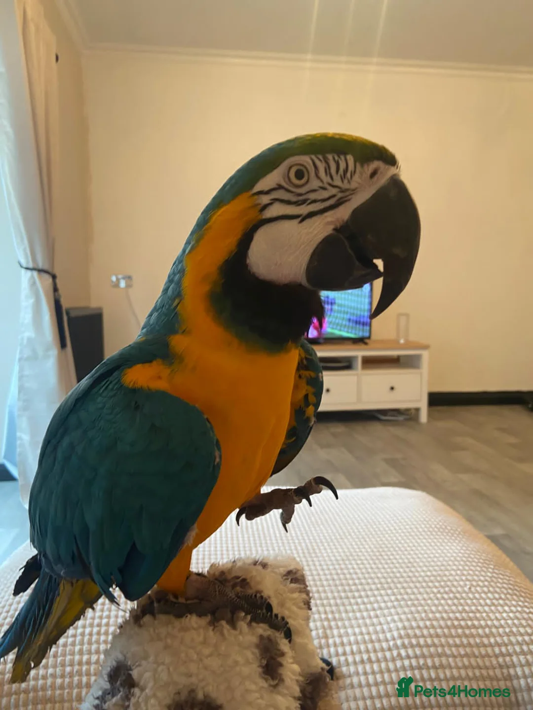Macaws birds for sale: Blue and gold macaw  in Harwich - Advert 1