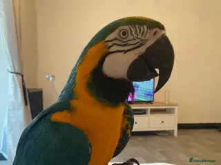 Macaws birds Blue and gold macaw - Advert 1