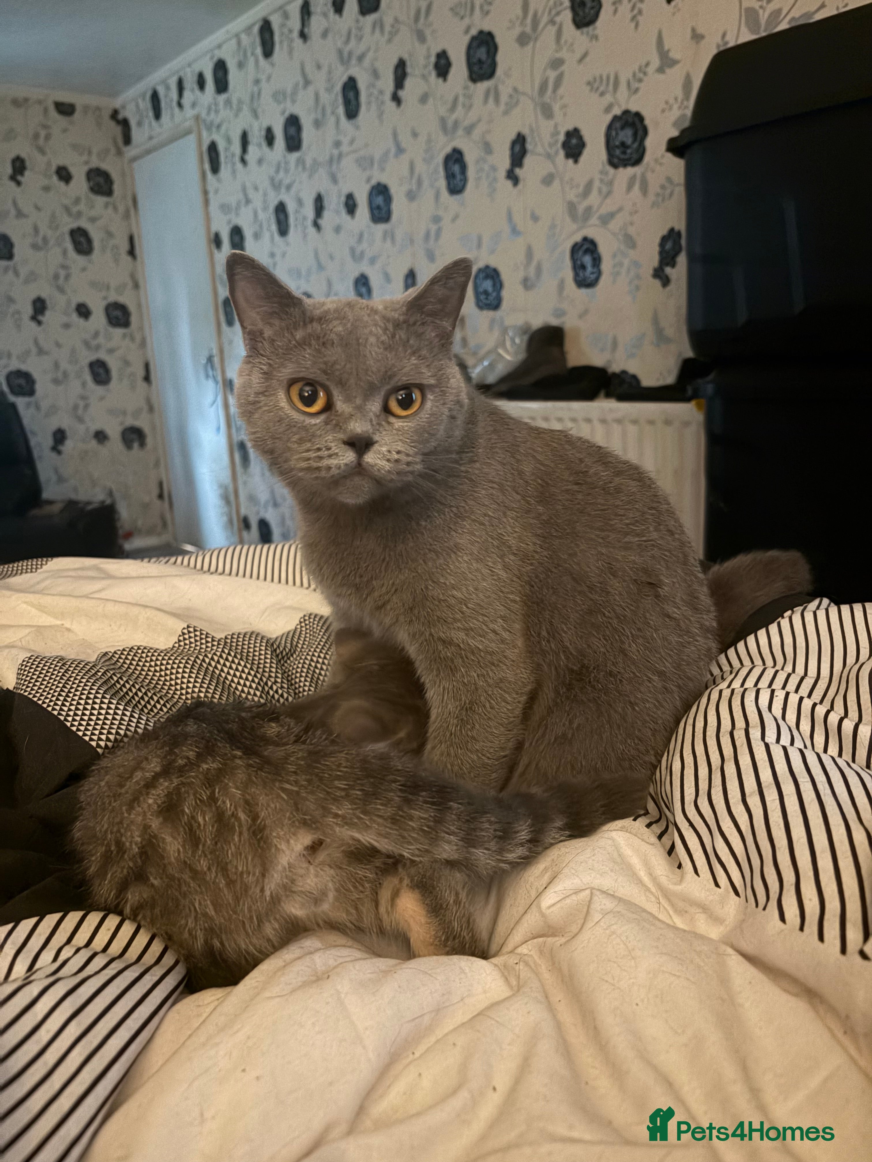 British Shorthair cats Lucy BSH - Advert 1