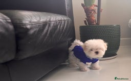 Maltese dogs for sale: 🌟Just One Left 🌟Bambelina Maltese🌟 - Image 34
