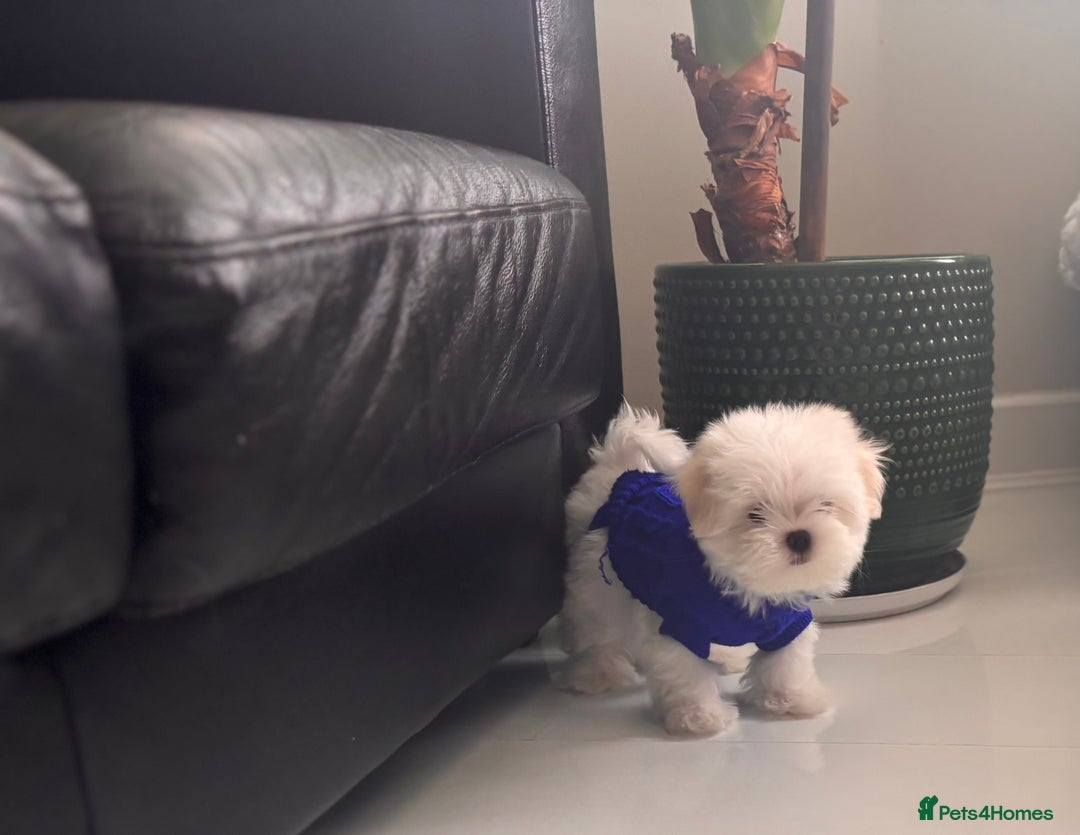 Maltese dogs for sale: 🌟Just One Left 🌟Bambelina Maltese🌟 - Image 34