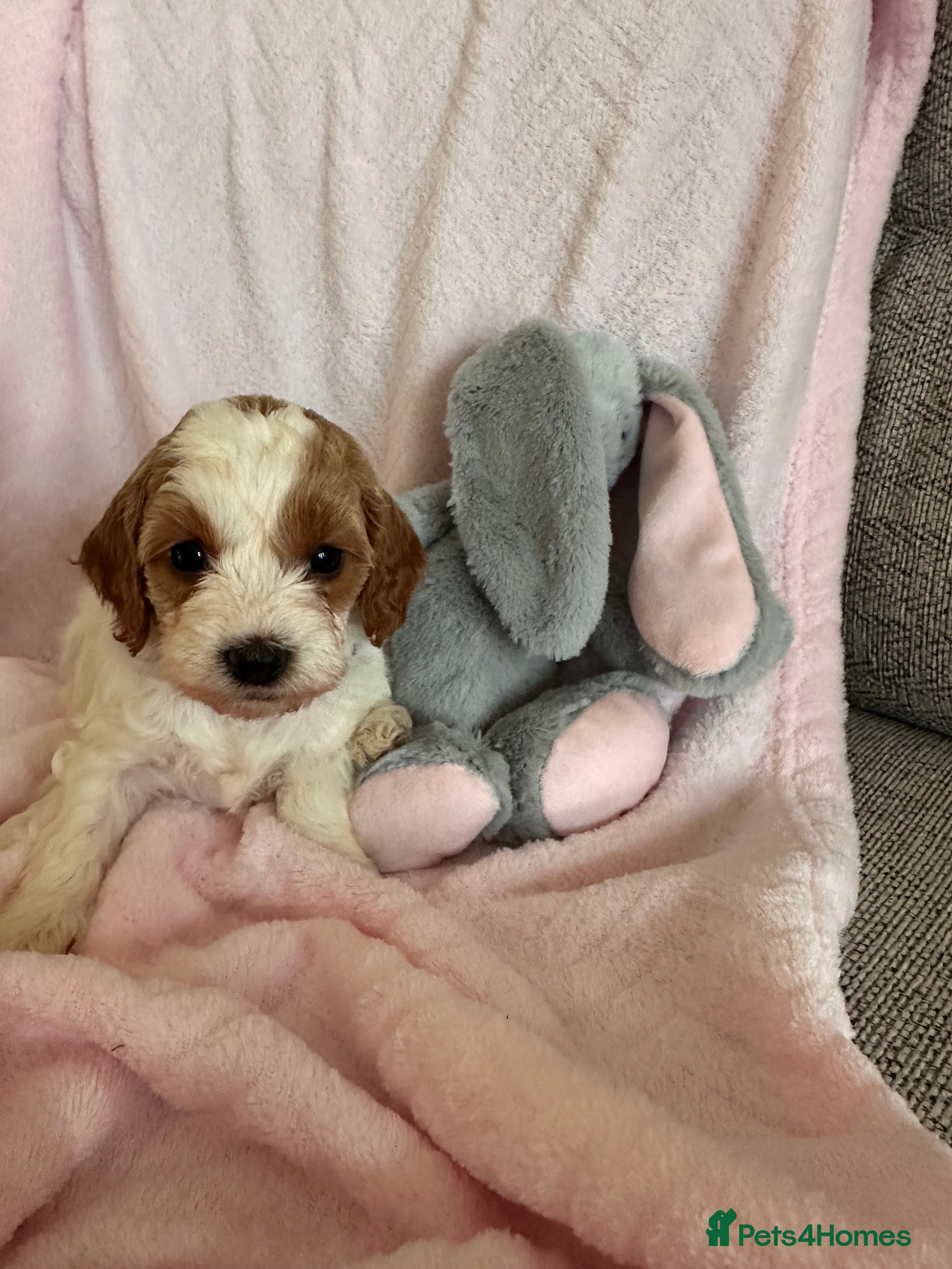 Cavapoo dogs Stunning F1b Cavapoos - Advert 5