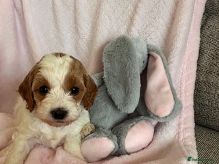 Cavapoo dogs Stunning F1b Cavapoos - Advert 14